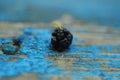 Ripe mulberry berry on an old wooden floor of blue color, very close-up Royalty Free Stock Photo