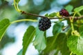 Ripe mulberry fruit on the branch in organic orchard Royalty Free Stock Photo