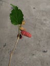 Ripe Mulberry fruit is Red color Royalty Free Stock Photo