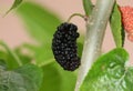 Ripe mulberry fruit on a mulberry tree Royalty Free Stock Photo