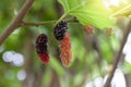 Ripe mulberry fruit on tree with sunlight on nature background. Royalty Free Stock Photo