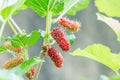 Ripe mulberry fruit on twig. Royalty Free Stock Photo