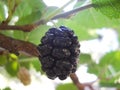 Mulberry black on a tree Royalty Free Stock Photo