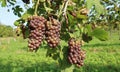 Ripe multicolor Pinot Gris grapes hanging on vine