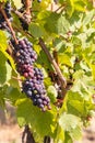 Ripe muscat grapes on vine in vineyard at harvest time Royalty Free Stock Photo