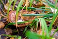 Ripe mushroom in the autumn forest