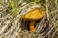 Ripe mushroom in the Carpathian forest