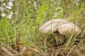 Ripe mushroom champignon grows in the grass
