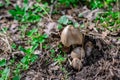 Ripe mushroom in green grass vintage toned photo. Summer forest scene. White edible mushroom macrophoto. Green leaf and white Royalty Free Stock Photo