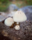 Ripe mushroom in green grass vintage toned photo. Summer forest scene. White edible mushroom macrophoto. Natural mushroom growing Royalty Free Stock Photo