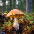 Ripe mushroom growing in forest. Generative AI