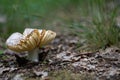 Ripe mushroom in the summer forest