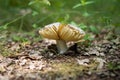 Ripe mushroom in the summer forest