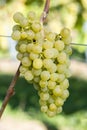 Ripe MÃÂ¼ller-Turgau Grape In The Vineyard Before Harvest Royalty Free Stock Photo