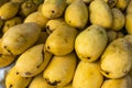 Ripe native Carabao Mangoes, also known as Philippine mango, on display and for sale at a local market