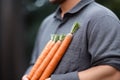 Ripe natural organic freshly picked carrots in the hands of farmer. Harvest Country Village Agriculture concepts