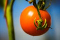 Ripe natural tomatoes growing on a branch in a greenhouse Royalty Free Stock Photo