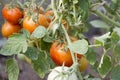 Ripe natural tomatoes growing on a branch Royalty Free Stock Photo