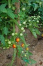 Ripe natural tomatoes growing on a branch Royalty Free Stock Photo