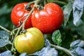 Ripe natural tomatoes.