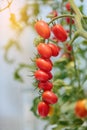 Ripe natural tomatoes growing on a branch. Royalty Free Stock Photo