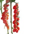 Ripe natural tomatoes growing on a branch. Royalty Free Stock Photo
