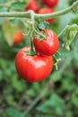 Ripe natural tomatoes growing on a branch in organic farm Royalty Free Stock Photo