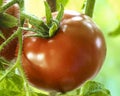 Ripe Natural Tomatoes Royalty Free Stock Photo