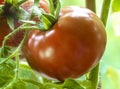 Ripe Natural Tomatoes Royalty Free Stock Photo