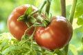 Ripe Natural Tomatoes Royalty Free Stock Photo