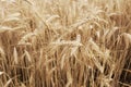 Ripe natural wheat field