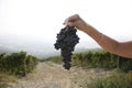 Ripe Nebbiolo grapes