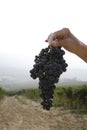 Ripe Nebbiolo grapes