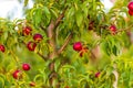 Ripe nectarine Peaches on branches