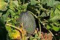 Ripe and netted rind melon lay on ground. Plant ready to harvest is known for its sweet melon taste