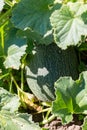 Ripe and netted rind melon lay on ground. Plant ready to harvest is known for its sweet melon taste