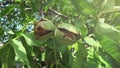 Ripe Nut Tree Branches