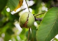 Ripe Nut On A Walnut Tree Royalty Free Stock Photo