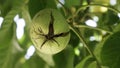 Ripe nuts of a Walnut tree. Green unripe walnuts hang on a branch. Fruits of a walnut. Ripe nuts of a Walnut tree. Green leav Royalty Free Stock Photo