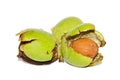 Walnuts in husk Royalty Free Stock Photo