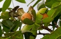 Ripe nuts of a Walnut tree Royalty Free Stock Photo