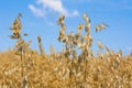 Ripe oat spikes on field Royalty Free Stock Photo