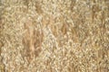 Ripe oats ear close up; Royalty Free Stock Photo
