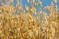 Ripe oats on the field close-up. Golden colour oats field against blue sky. Golden oat grains natural background Royalty Free Stock Photo
