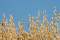 Ripe oats on the field close-up. Golden colour oats field against blue sky. Golden oat grains natural background Royalty Free Stock Photo