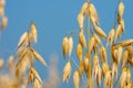 Ripe oats on the field close-up. Golden colour oats field against blue sky. Golden oat grains natural background Royalty Free Stock Photo