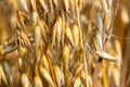 Ripe oats on the field close-up. Golden oat grains natural background Royalty Free Stock Photo
