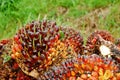 Ripe oil palm fruit cut