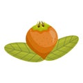 Ripe old sweet medlar and foliage on a white background isolated. Germanic common medlar. Loquat exotic fruit. Nispero. Eriobotrya