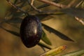 A ripe olive with beautiful light at the end of the day in the Albufera de Gaianes